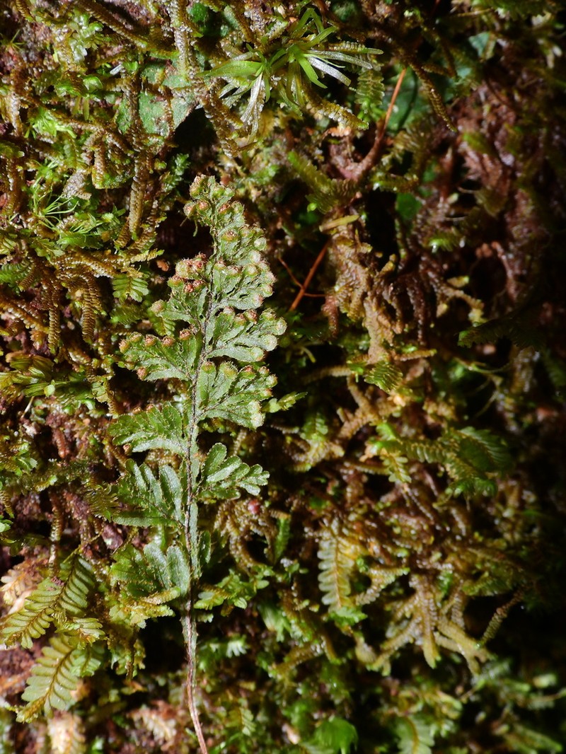 Hairy Filmy Fern photo 2