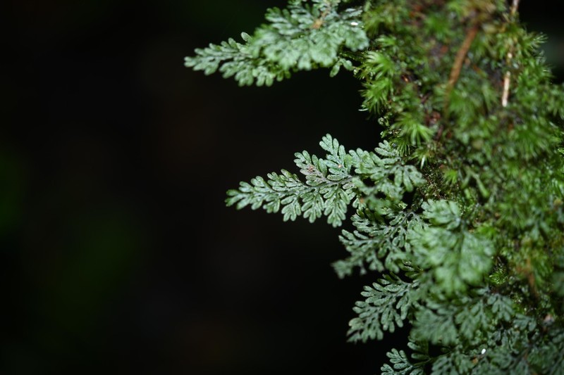 Hairy Filmy Fern photo 3