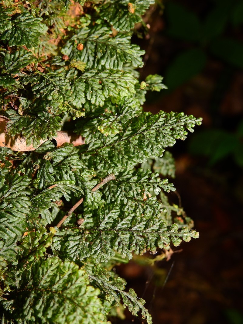 Hairy Filmy Fern photo 4