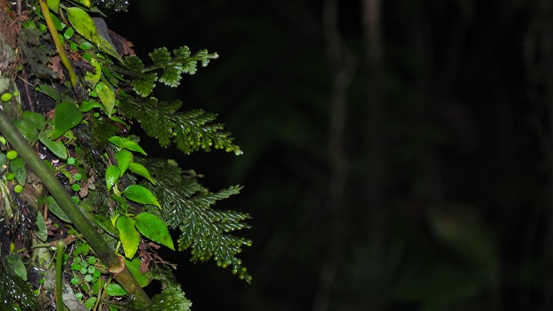 Hairy Filmy Fern photo 5