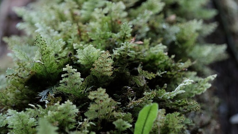 Hairy Filmy Fern photo 6