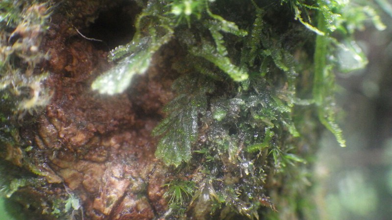 Hairy Filmy Fern photo 7