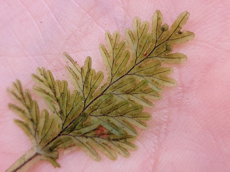 Hairy Filmy Fern photo 8