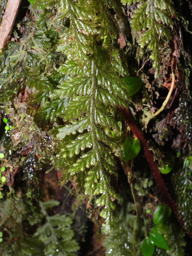 Hymenophyllum hirtellum