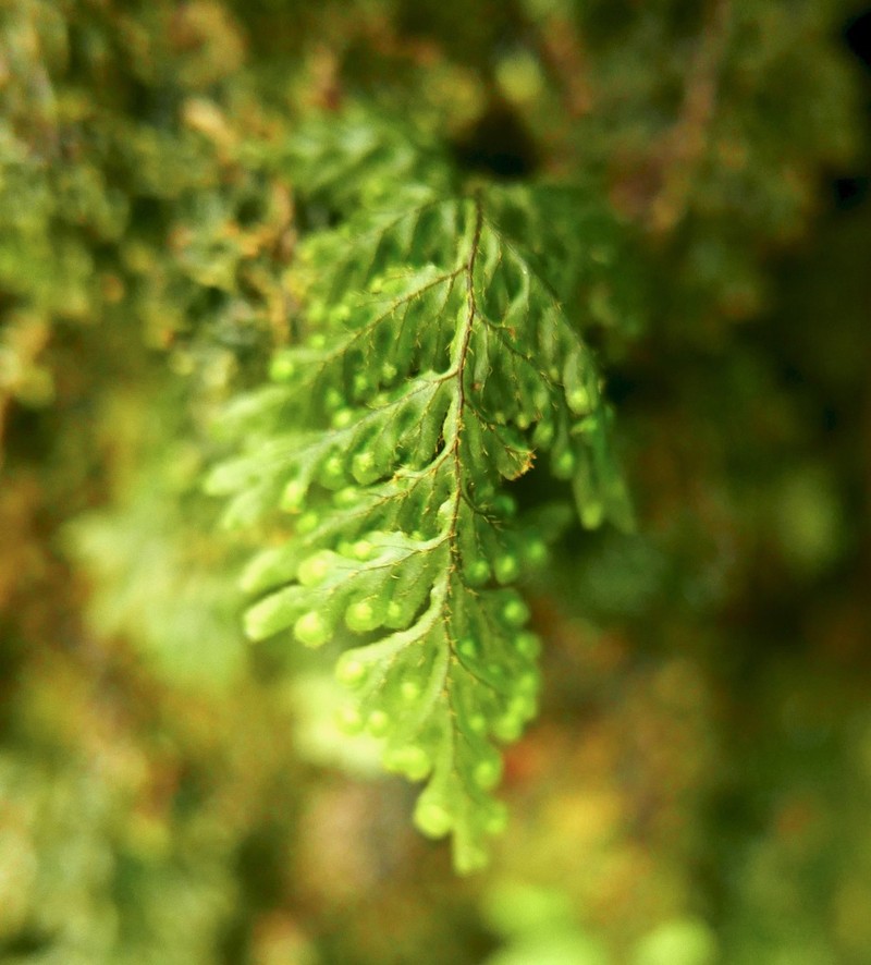 Hymenophyllum hirtellum photo 3