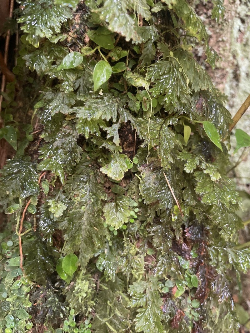 Hymenophyllum hirtellum photo 4