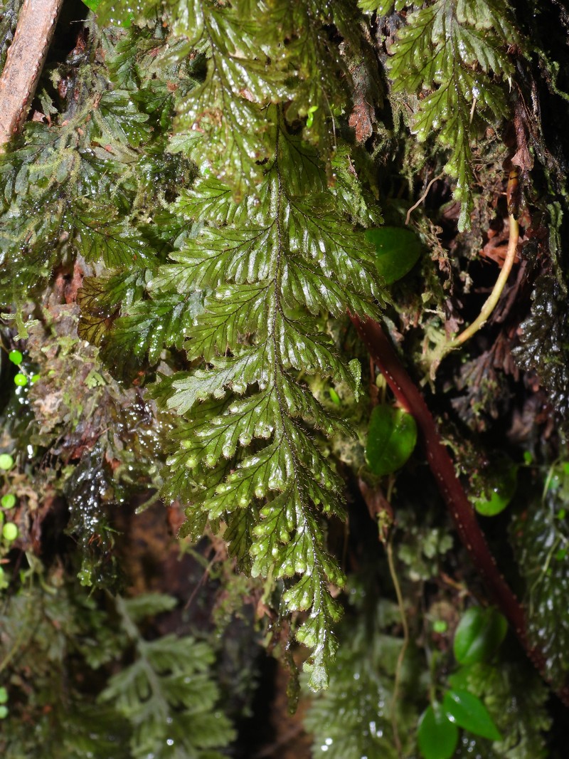 Hymenophyllum hirtellum photo 5