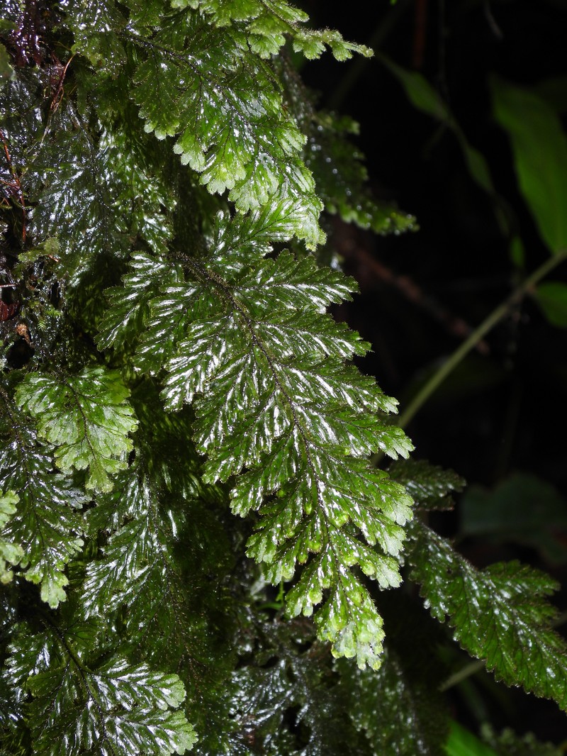 Hymenophyllum hirtellum photo 6