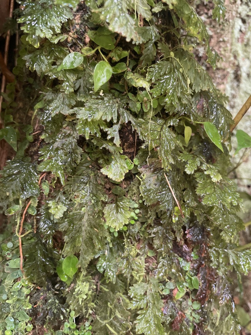 Hymenophyllum hirtellum photo 7