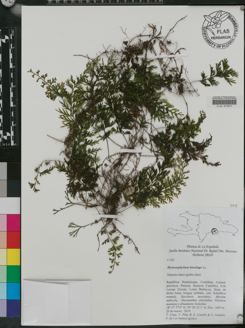 Hymenophyllum hirtellum photo 8