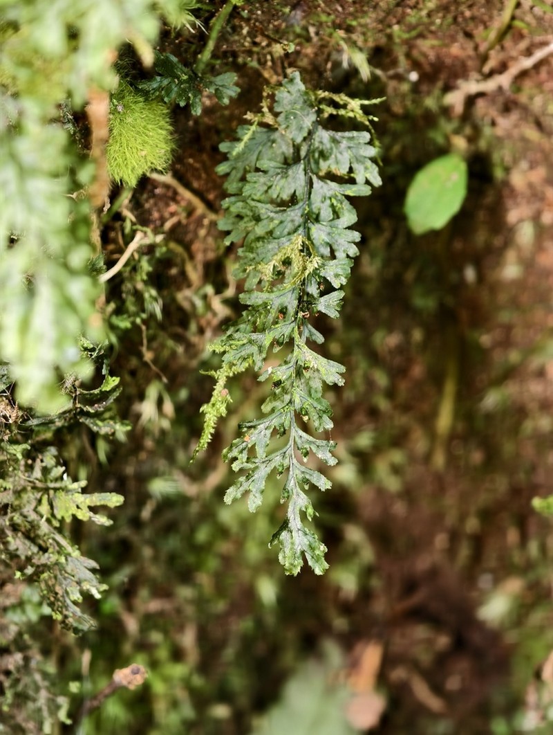 Hymenophyllum holochilum