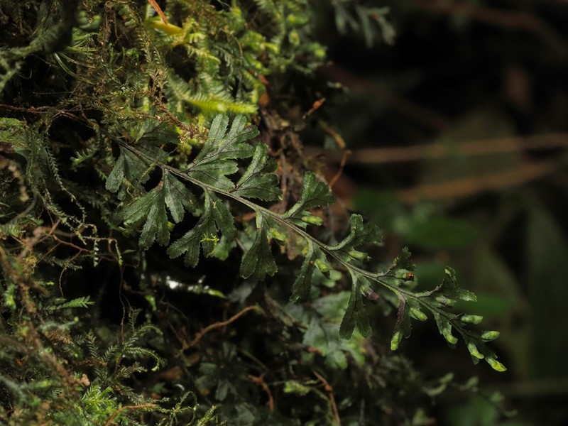 Hymenophyllum holochilum photo 2