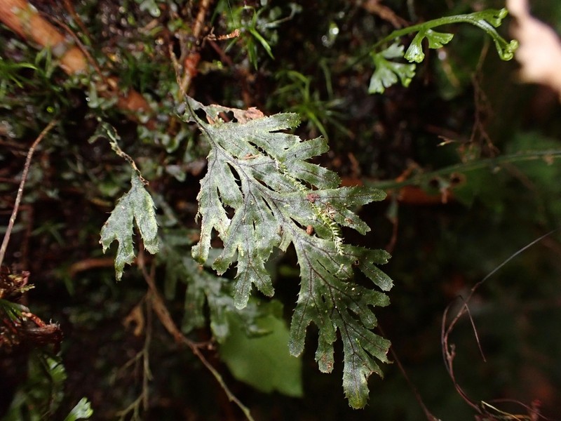 Hymenophyllum holochilum photo 3