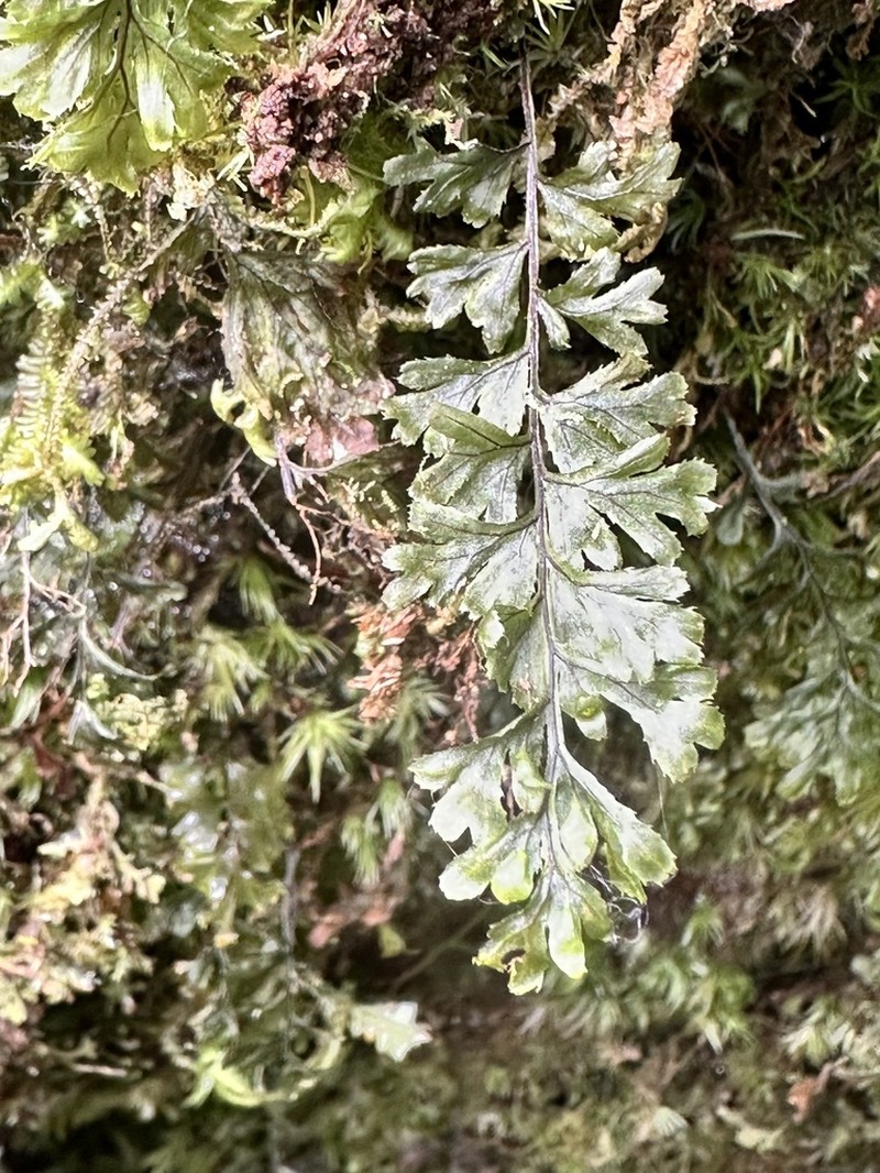 Hymenophyllum holochilum photo 4