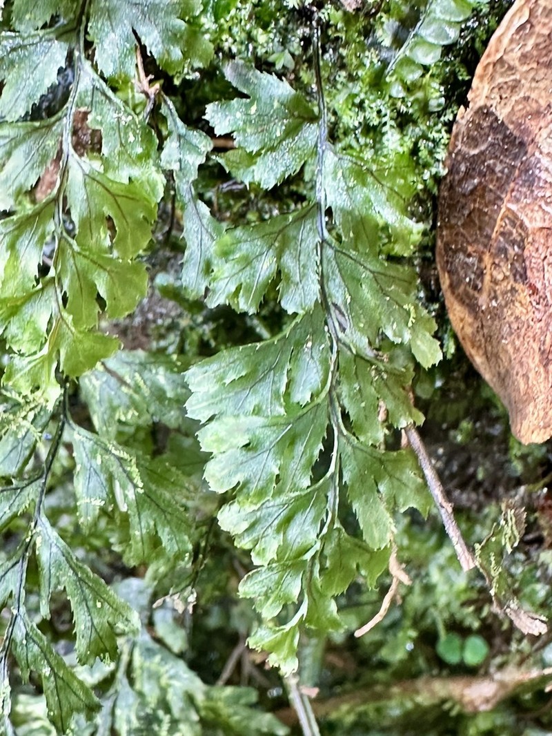 Hymenophyllum holochilum photo 5