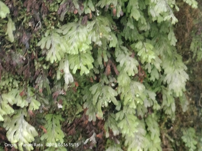 Hymenophyllum holochilum photo 6