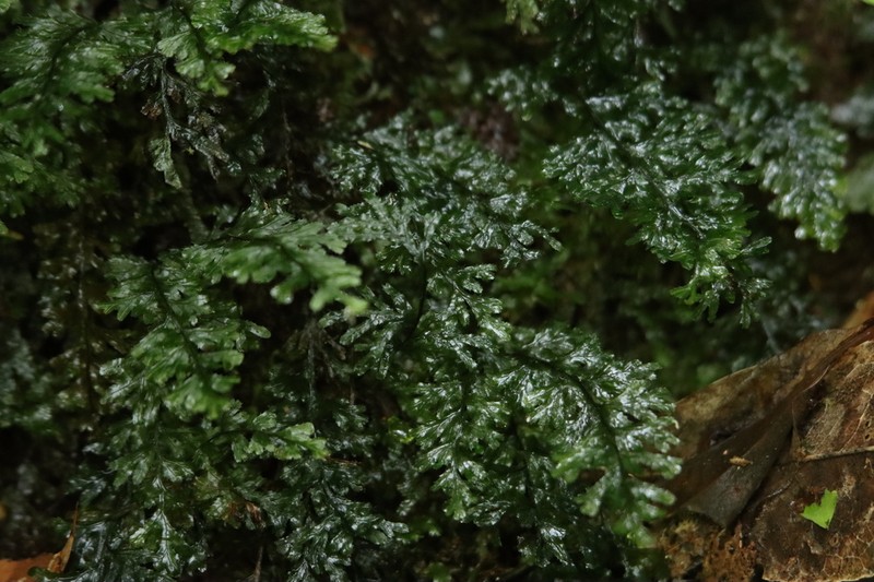 Hymenophyllum holochilum photo 7