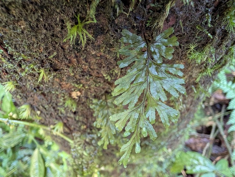 Hymenophyllum holochilum photo 8