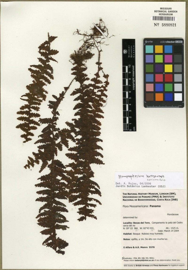 Hymenophyllum horizontale