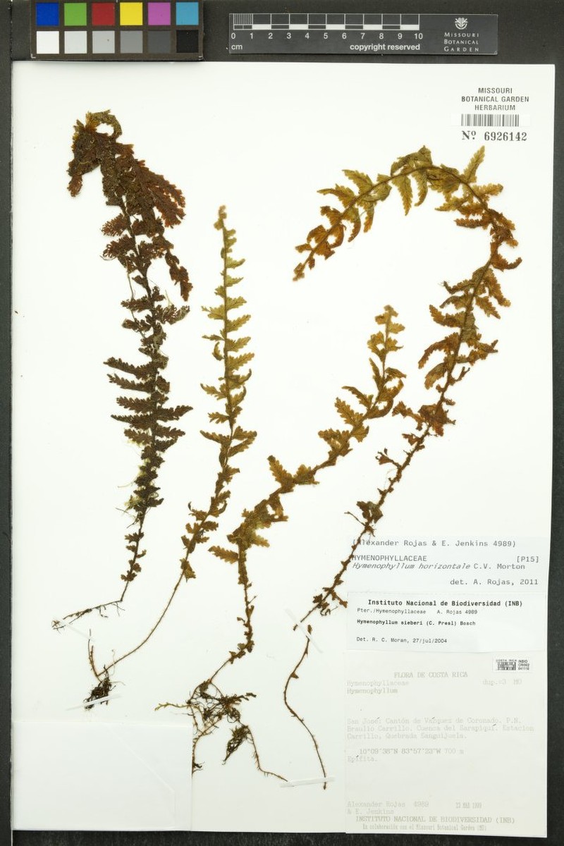 Hymenophyllum horizontale photo 2