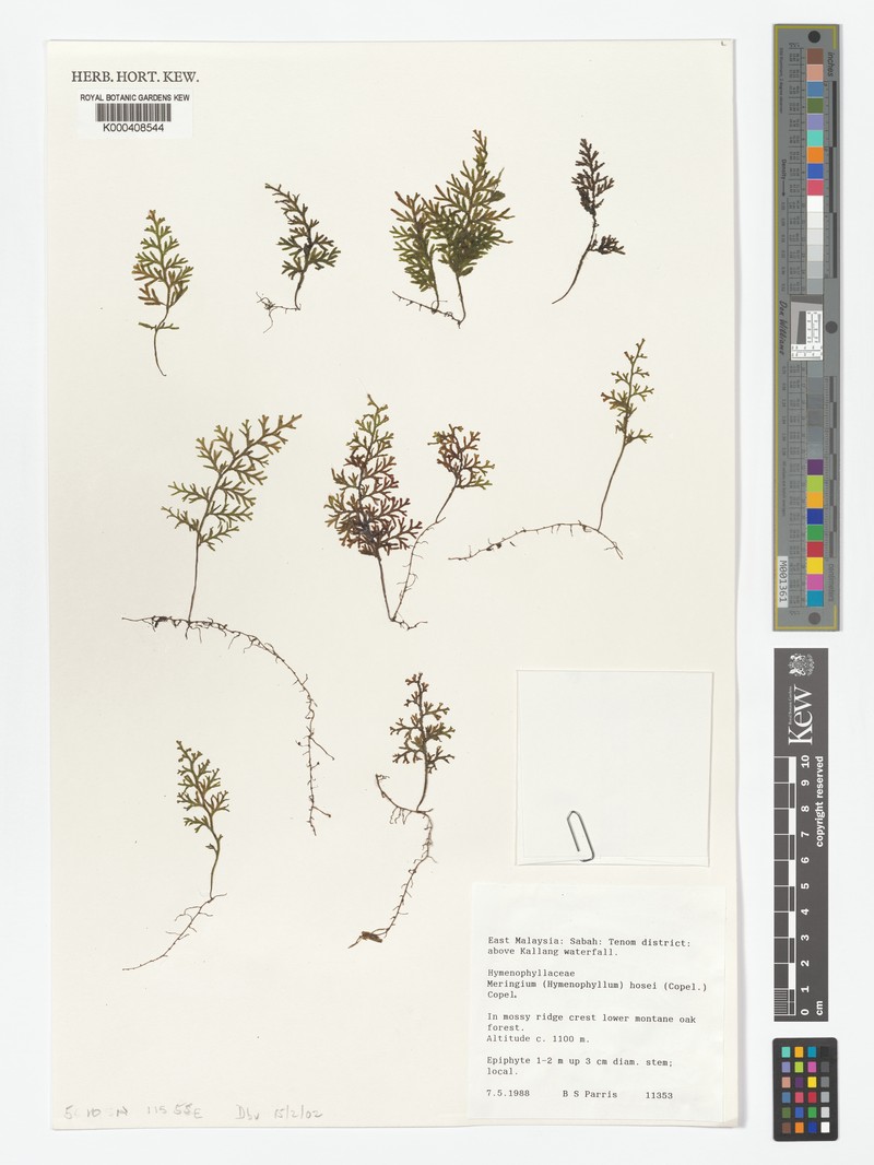 Hymenophyllum hosei