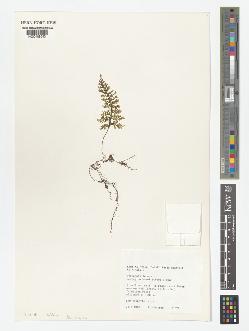 Hymenophyllum hosei photo 2