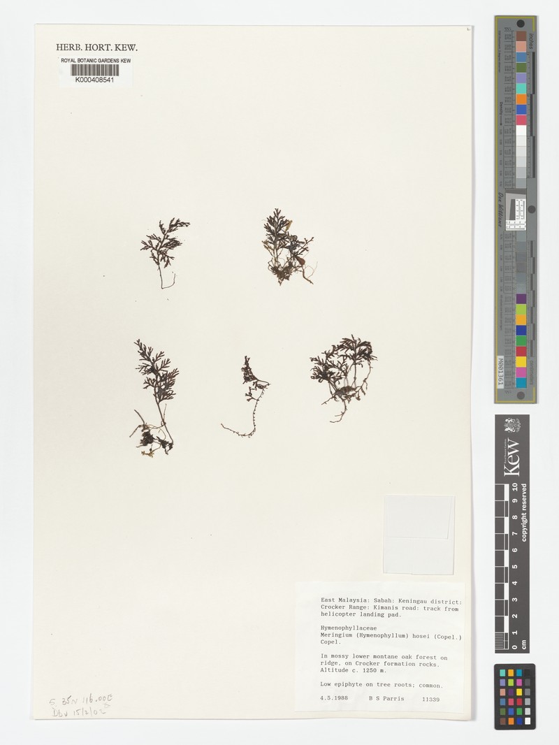 Hymenophyllum hosei photo 3