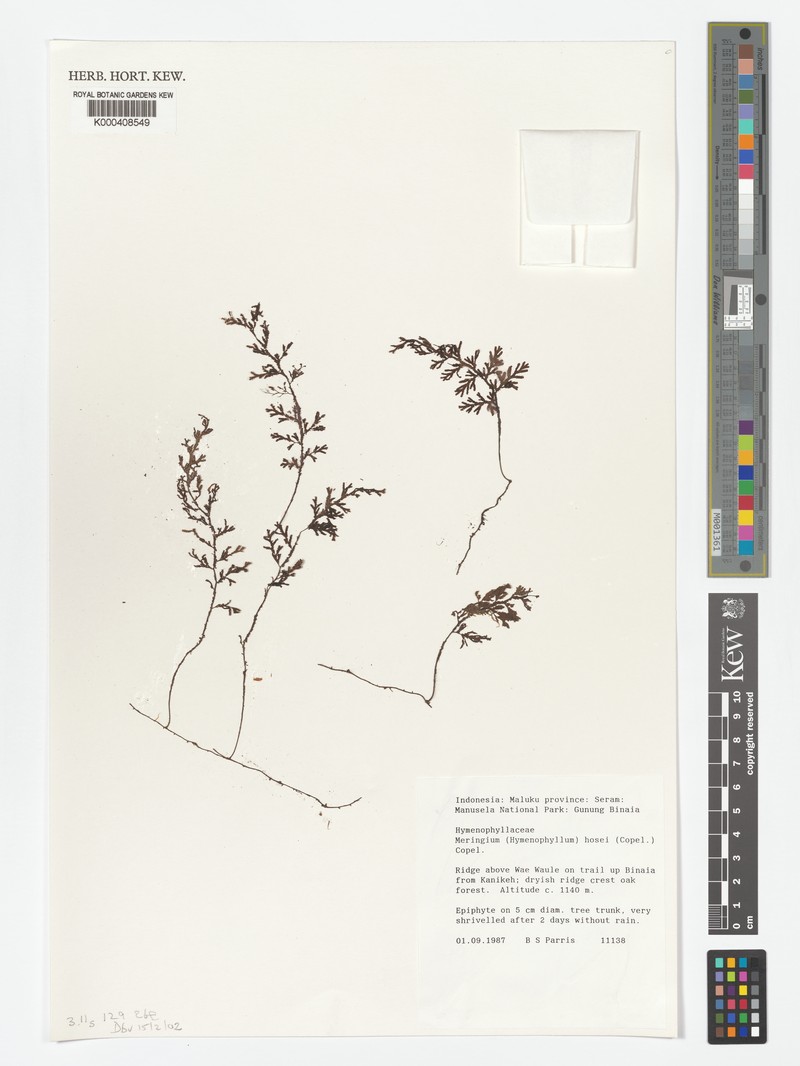 Hymenophyllum hosei photo 4