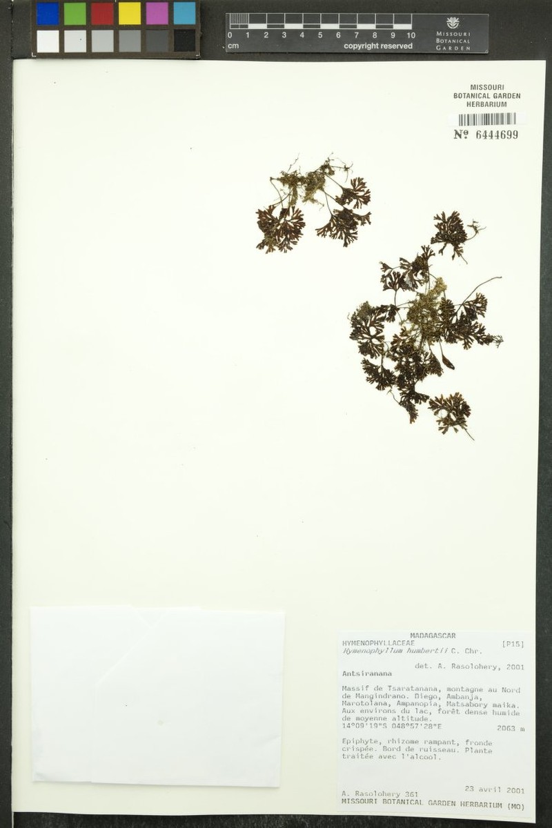 Hymenophyllum humbertii
