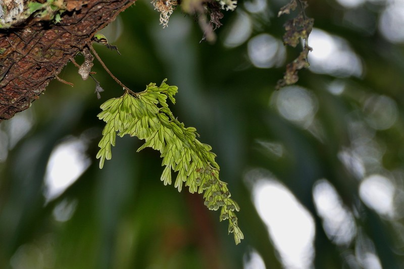 Hymenophyllum humboldtianum