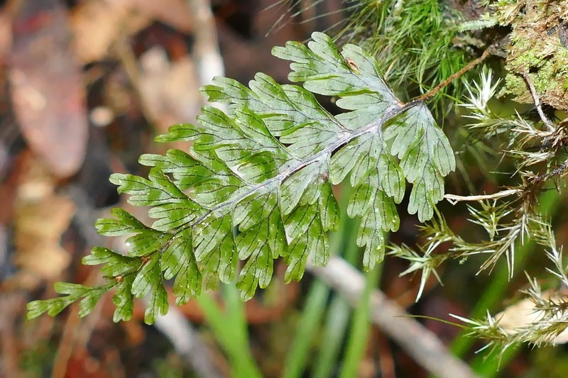 Hymenophyllum humboldtianum photo 2