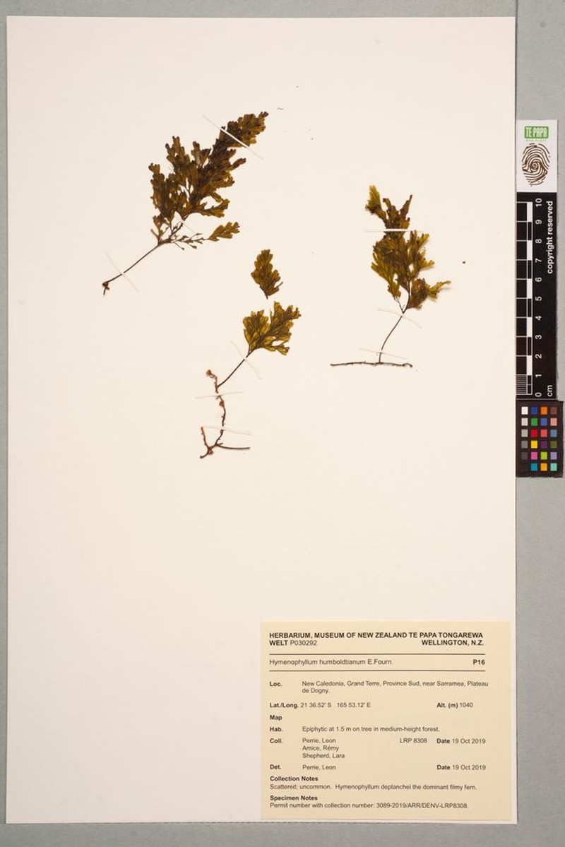 Hymenophyllum humboldtianum photo 3
