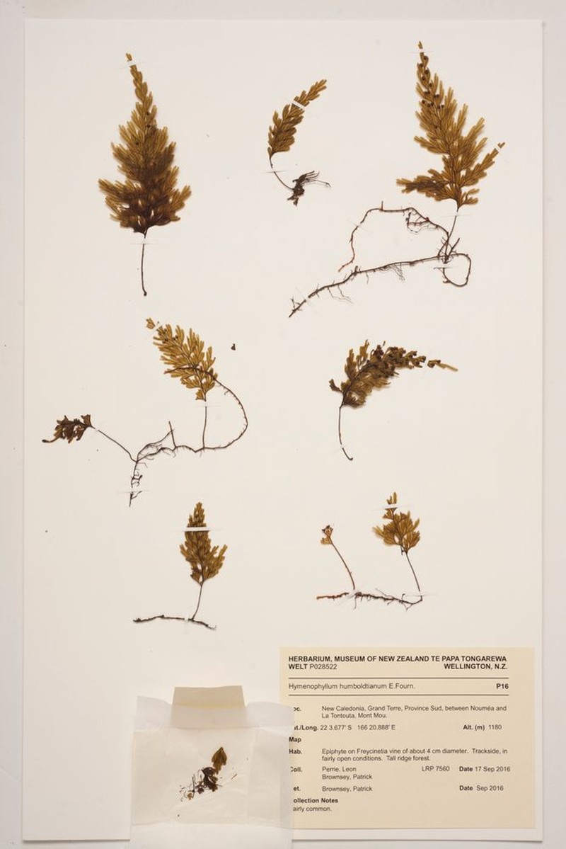 Hymenophyllum humboldtianum photo 4