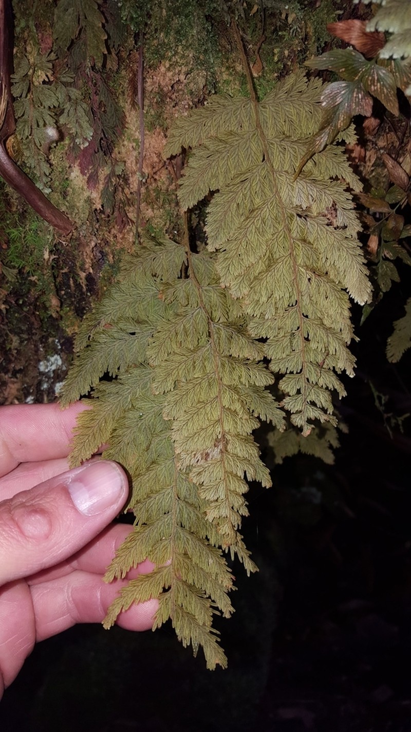 Hymenophyllum hygrometricum