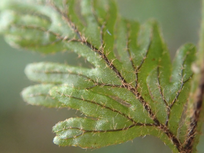 Hymenophyllum hygrometricum photo 2