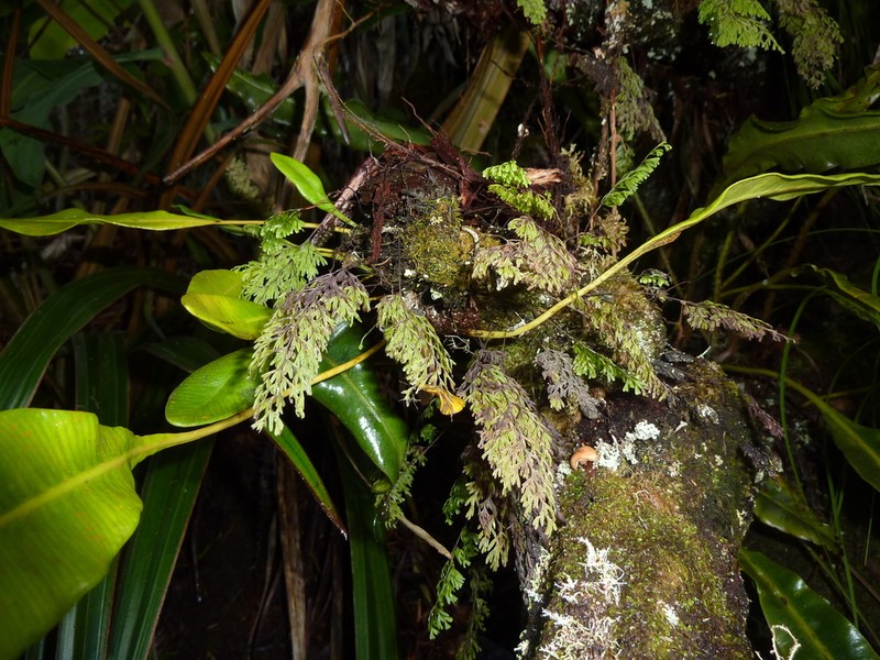 Hymenophyllum hygrometricum photo 3