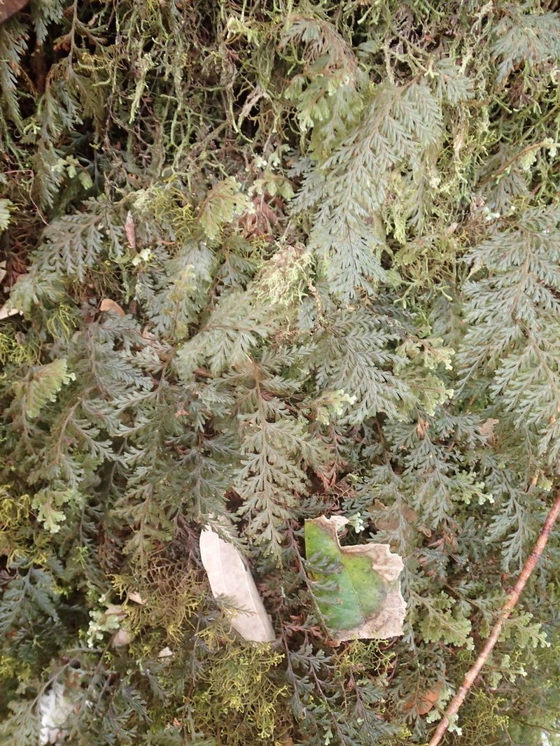 Hymenophyllum hygrometricum photo 5