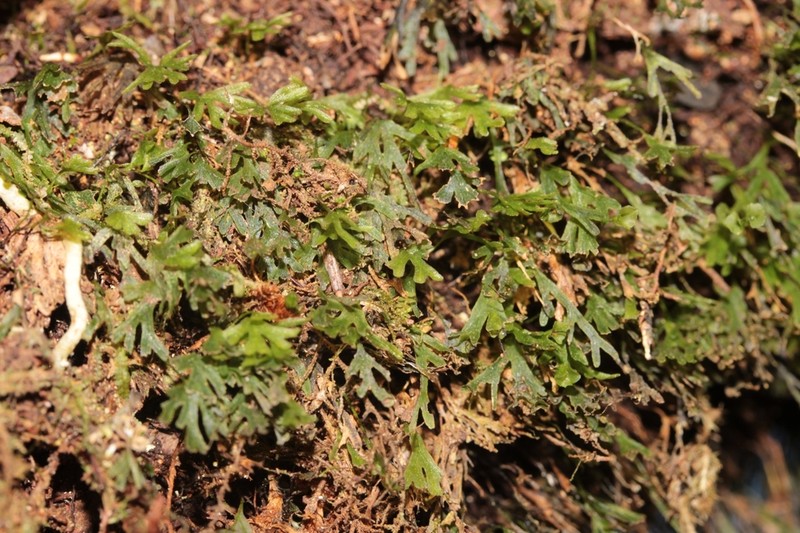 Hymenophyllum hygrometricum photo 6
