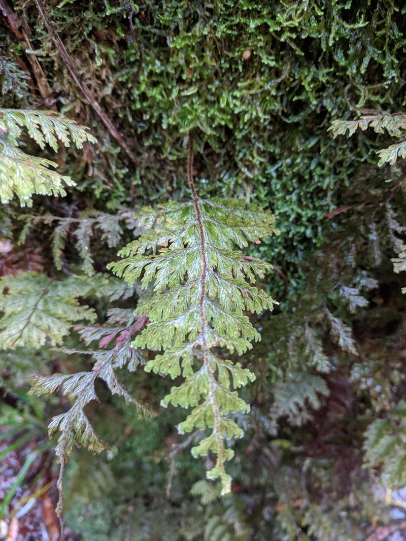 Hymenophyllum hygrometricum photo 8