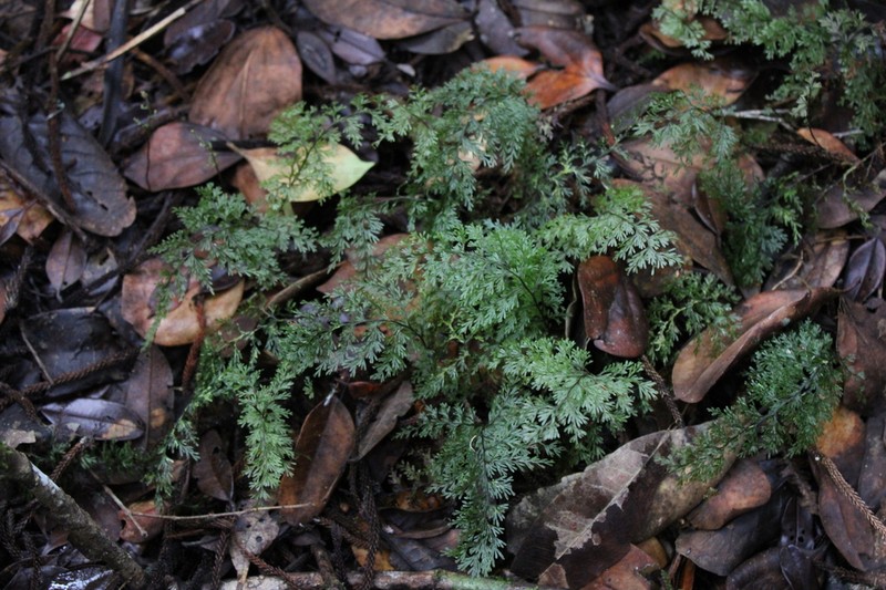 Hymenophyllum imbricatum