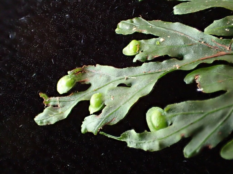 Hymenophyllum imbricatum photo 3
