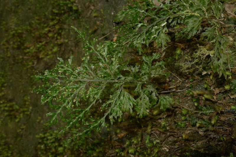 Hymenophyllum imbricatum photo 4