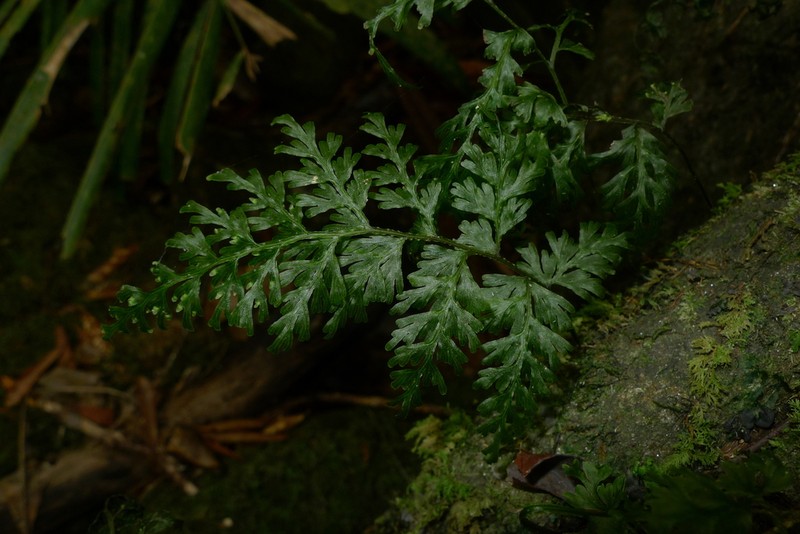 Hymenophyllum imbricatum photo 5