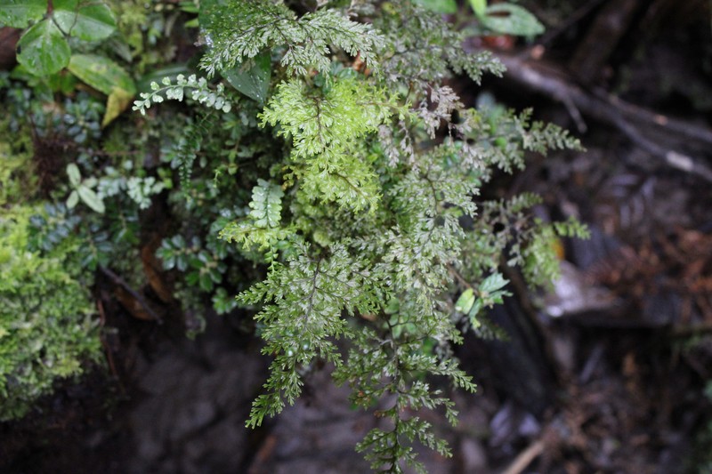 Hymenophyllum imbricatum photo 6