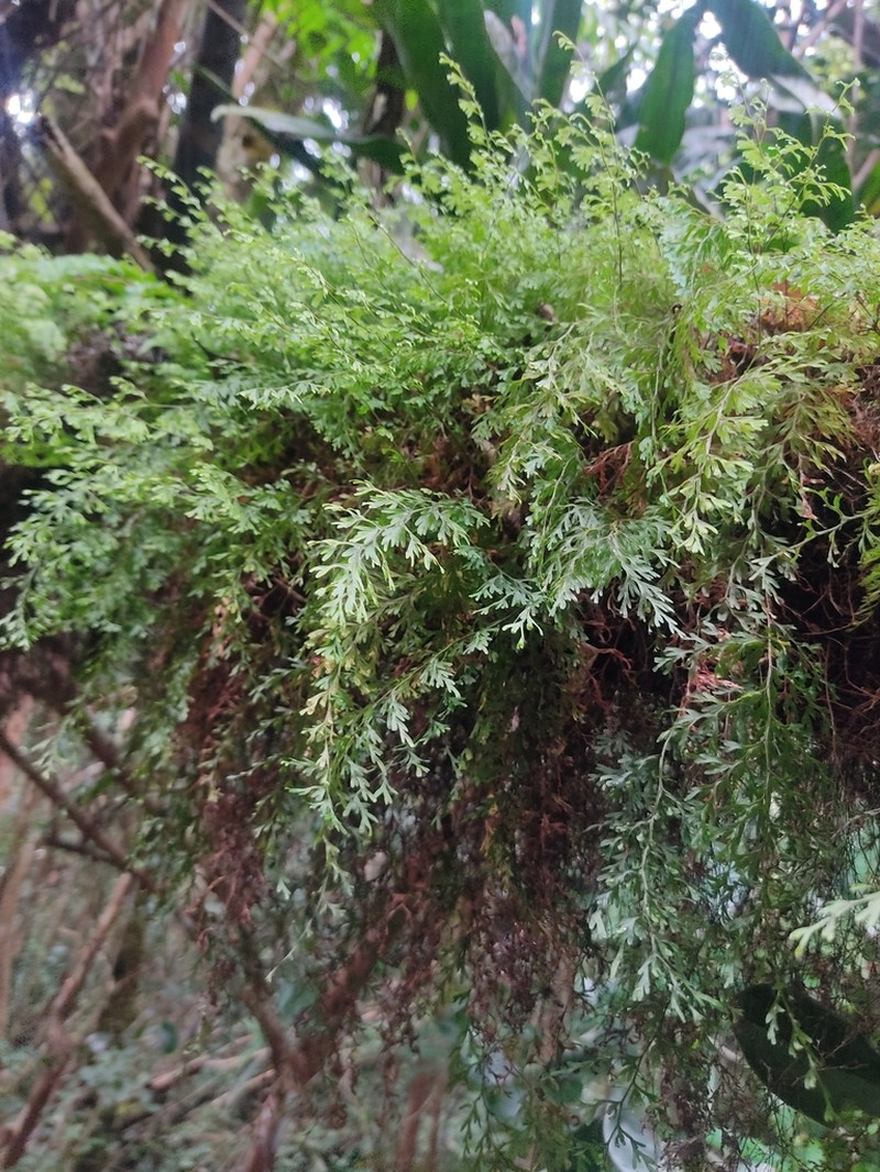Hymenophyllum inaequale