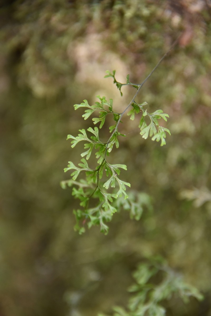 Hymenophyllum inaequale photo 2