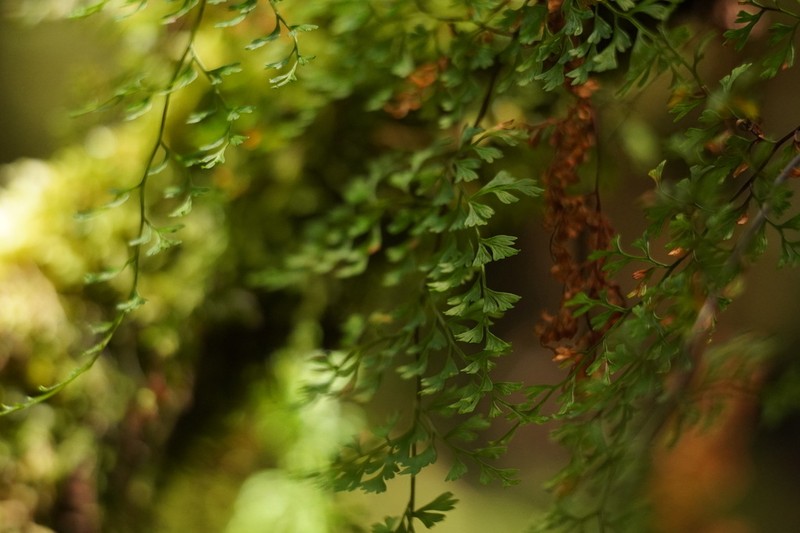 Hymenophyllum inaequale photo 3