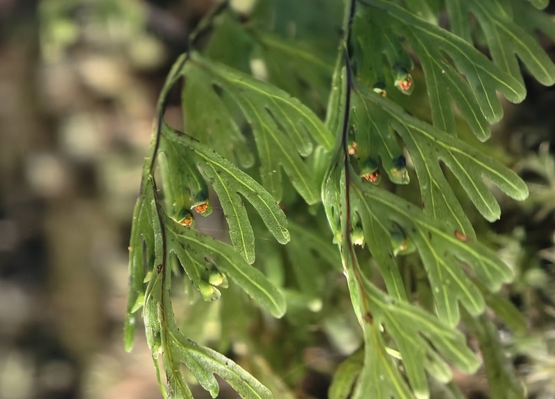 Hymenophyllum inaequale photo 4