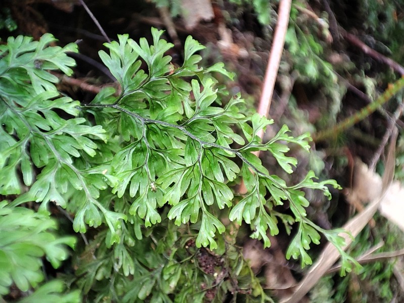 Hymenophyllum inaequale photo 5