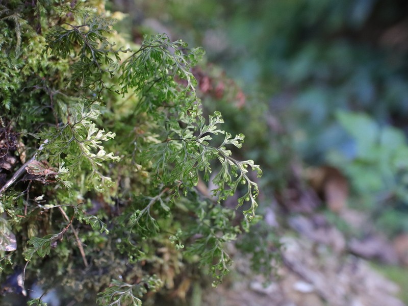 Hymenophyllum inaequale photo 6